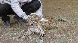 Leopard cub learns to walk again after being paralysed in road accident
