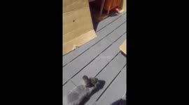 Rabbit takes awesome jump into cage