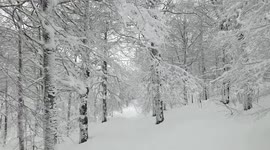la magia nel bosco innevato