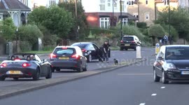 Small Dog stops road traffic, car drive chases the dog to try and catch it.