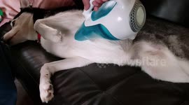 Husky Loves Being Vacuumed