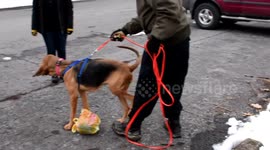 Search and Rescue K - 9 training