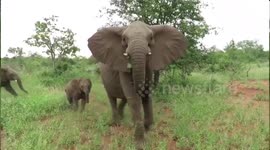 Aussie tourist films scary elephant stampede in Kruger National Park