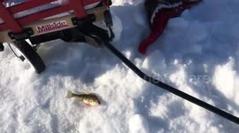Parasitic perch in Quebec lake