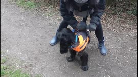 Ministry of silly walks