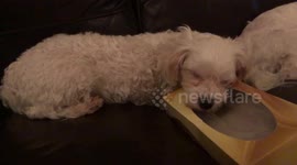 Dog asleep on a box of tissues