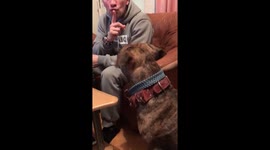 Smart dog , counts, magic tricks