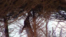 Two deer standing on hind legs to feed on Cedar fruit