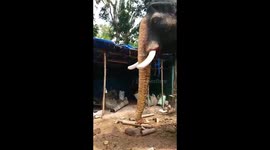 Artificial robot elephant debuts in south India to prevent animal cruelty during festivals