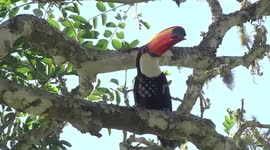 The wonderful Toco Toucan at Iguacu Falls Brazil - right above people's heads