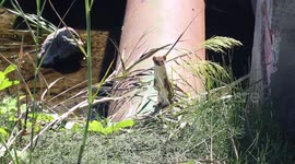 Weasel doesn't like to be filmed, constantly checks to see if camera is on