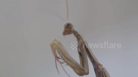 Praying Mantis cleaning routine. This mantis cleans hit antennae and then his front feet.