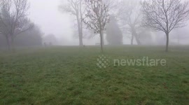 Dog running out of the fog