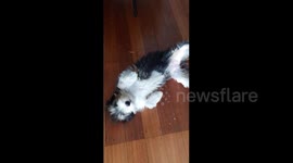 Ticklish dog power-slides into room to get belly rubs