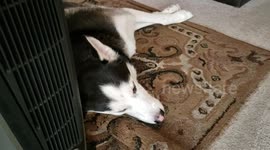 Husky Barking in His Sleep