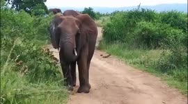 Cute Elephant matriarch show us who is boss