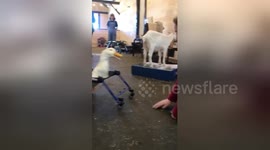 Disabled duck walks in its custom-made wheelchair for the first time