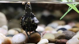 Baby Musk Turtle balancing on a pebble trying to chomp on a piece of food.