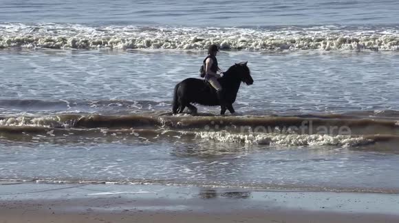 Horse cools off in sea during recent UK heatwave