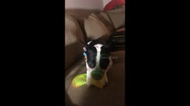 This dog is always getting himself tangled up in something