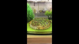 Is that on the menu? Rare pancake-like frog displayed at Taiwan cafe