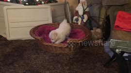 Orb caught on camera with cute puppy