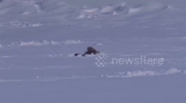 Squirrel spends winter popping up and down from under the snow