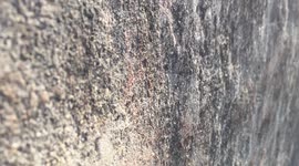 Camera panning to a running squirrel