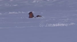 Squirrel confused by record US snowfall pops up and down from beneath the snow