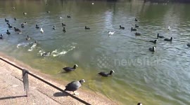 Ducklings enjoy the winter sun in St James's Park as spring has come early