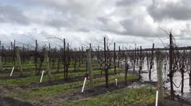 NorCal flood 2019 Vineyards in Sebastopol, CA