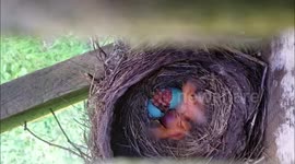 Newborn robin joins siblings in touching nest time-lapse