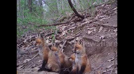 Skittish family of fox pups hide for no reason