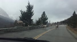 Big Horn sheep in Glacier National Park