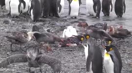 Polar carnage – Giant Petrels fighting over and eating a dead King Penguin
