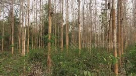 Mystery nest found at the top of a tree
