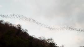 Migrating birds stun Thai locals as they ripple through the air