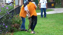 Tiger Cub Holds On To Girl's Jeans