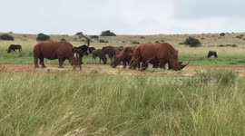 Waving to the rhino in the game reserve
