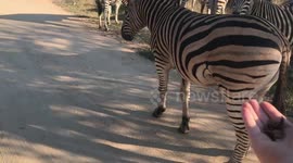 Sharing Breakfast with Zebra, who knew they liked Cocopops?