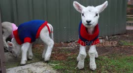 Five newborn lambs from central Scotland dressed in woolly jumpers to keep them warm
