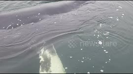 Juvenile humpback whale breaks free after getting stuck in shallow British waters