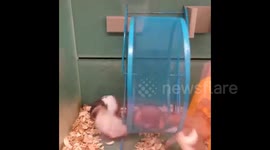 Ruthless hamster trains for a marathon