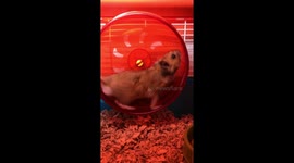 Hamster Boomerang video