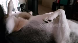 Husky Sleeping with Head Invisible