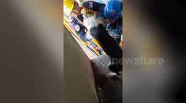 Incredible moment stranded dog is rescued from 165ft high concrete motorway pillar in Bangkok