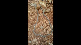 Nature is the best teacher. Caterpillars moving in a circle the whole day