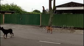 Man Stunned to Find Dog on a Factory Rooftop