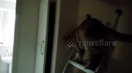 Cat Chases Orbs Up A Ladder