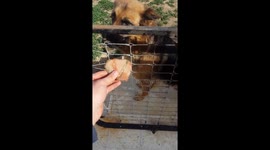 My dog best toy is a rock